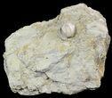 Blastoid (Pentremites) Fossil - Illinois #48654-1